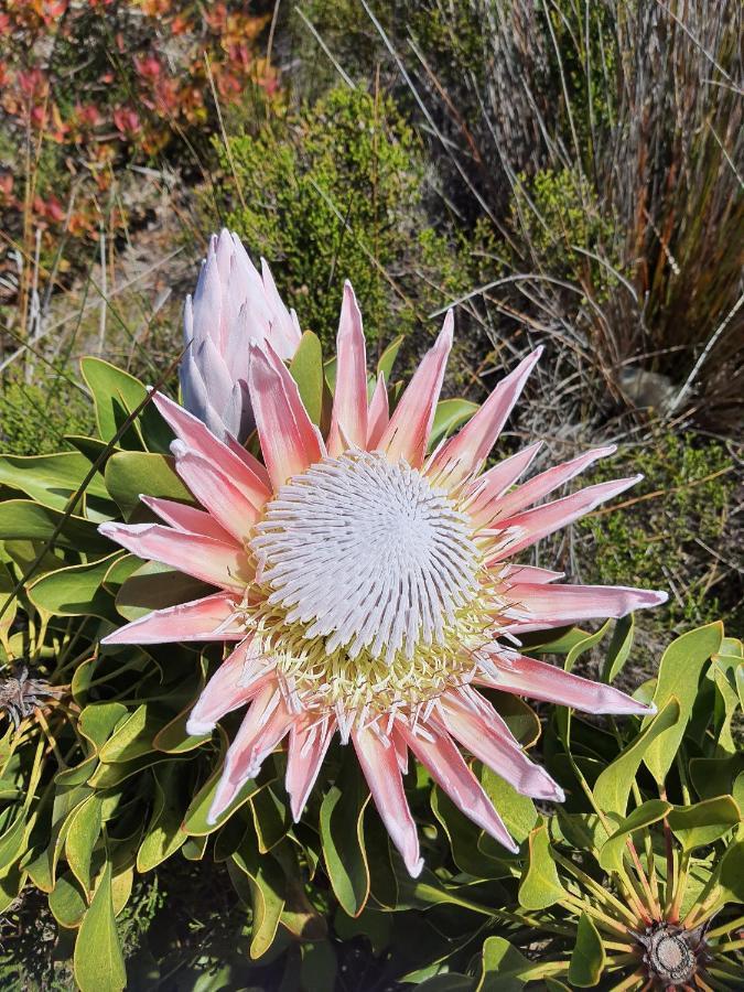 Brandys Beach House Bettyʼs Bay Eksteriør bilde