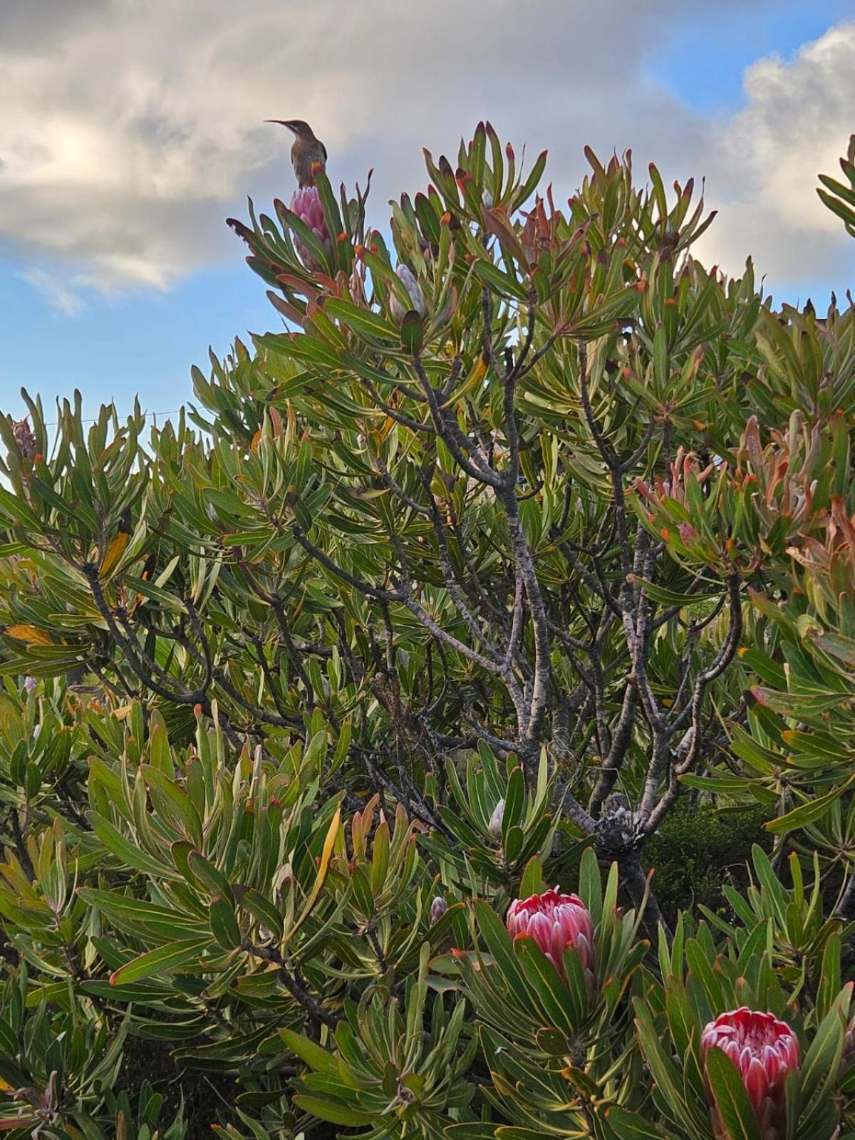 Brandys Beach House Bettyʼs Bay Eksteriør bilde