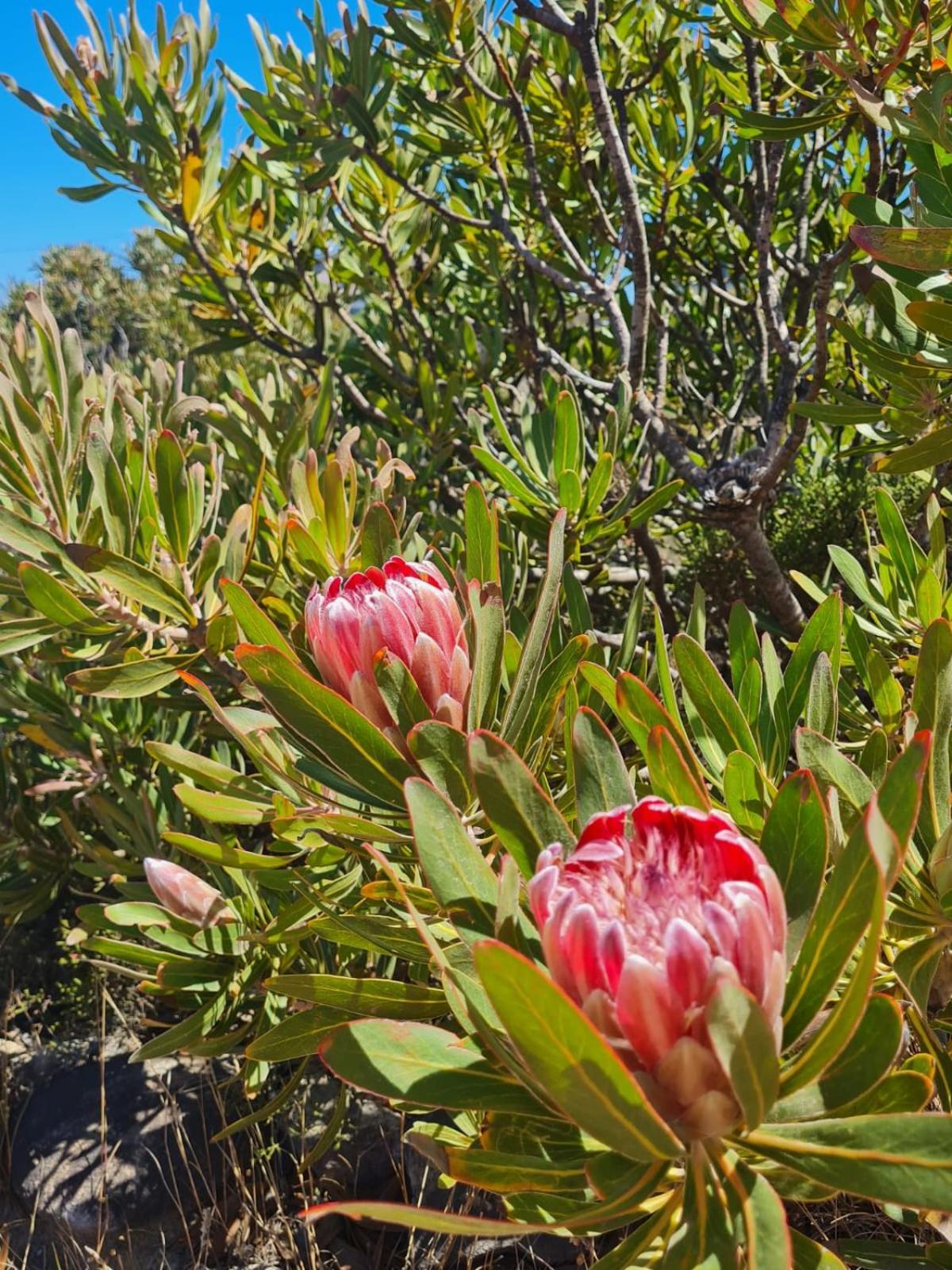 Brandys Beach House Bettyʼs Bay Eksteriør bilde